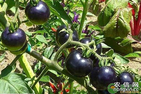 新品种“贵族”黑番茄，市场价高达30元一斤，成农户增收好品种