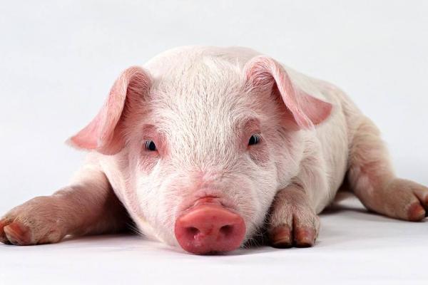 乳猪是什么猪 乳猪市场价格多少钱一斤