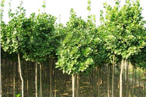 楸树苗市场价格多少钱一棵（3公分、4公分、5公分等） 楸树怎么种