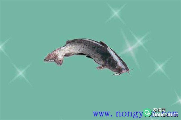 长吻鮠大规格一龄鱼种培育期间的水质管理