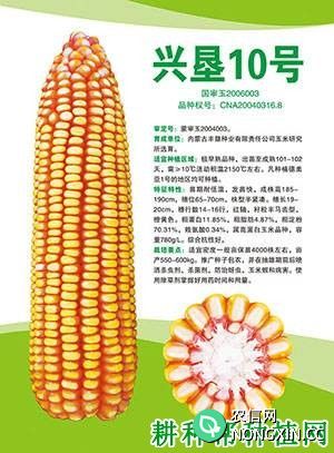 兴垦10号玉米品种好不好