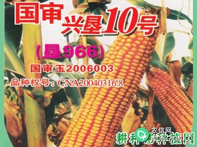 兴垦10号玉米品种好不好