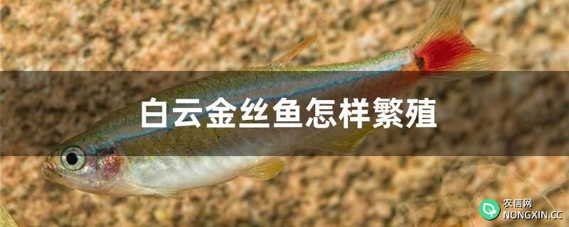 白云金丝鱼怎样繁殖