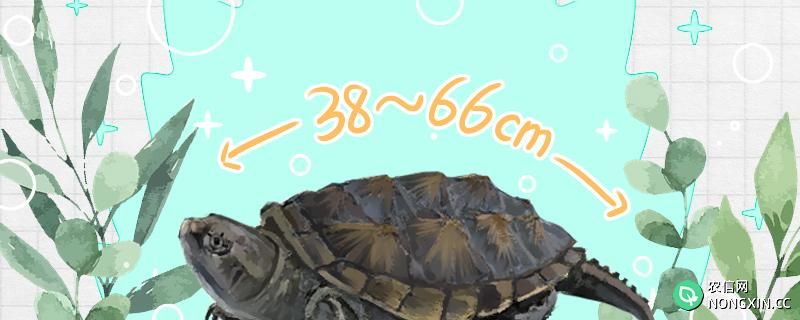 佛鳄龟最大能养到多大，什么时候能繁殖
