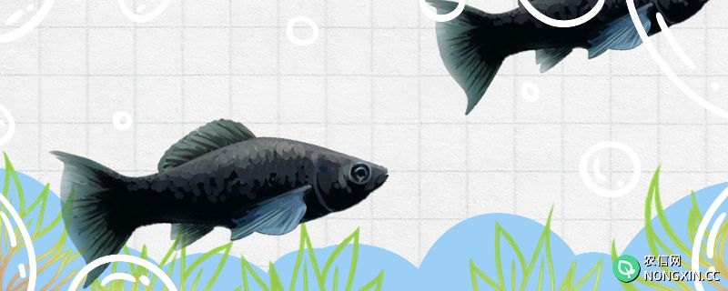 黑玛丽鱼生小鱼有什么前兆，多久生一次小鱼