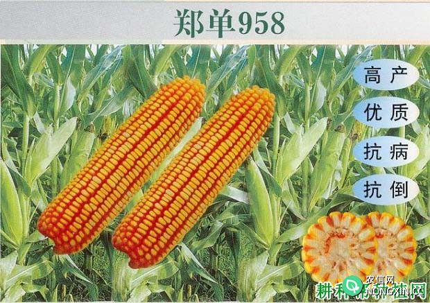 郑单958玉米品种好不好