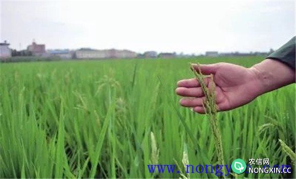 水稻出现早穗现象的原因