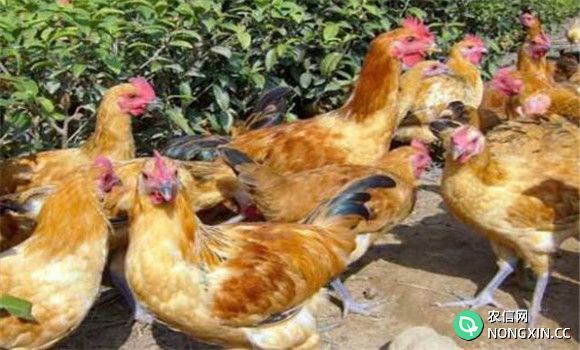 培育健康优质的后备蛋鸡群