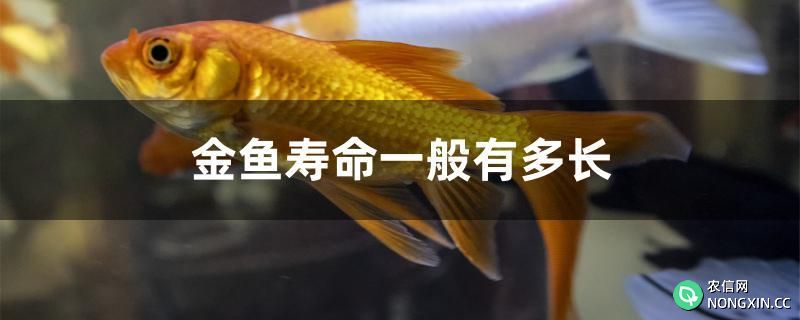 金鱼寿命一般有多长
