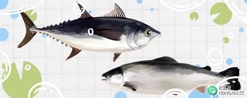 蓝鳍金枪鱼和三文鱼的区别，和普通金枪鱼的区别