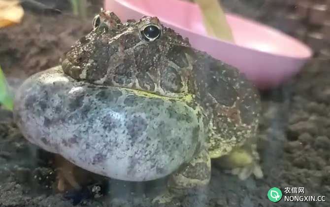 钟角蛙