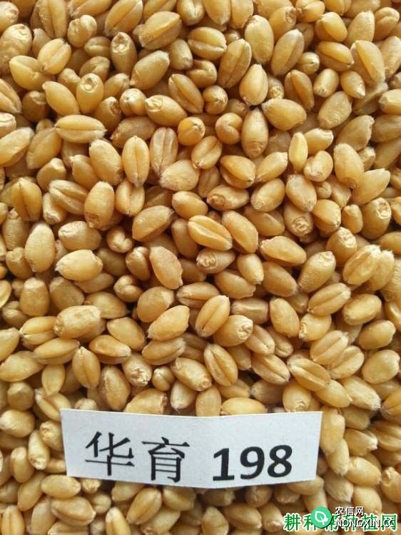 华育198小麦品种好不好