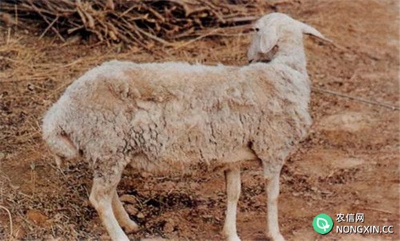 羊李氏杆菌病的主要症状