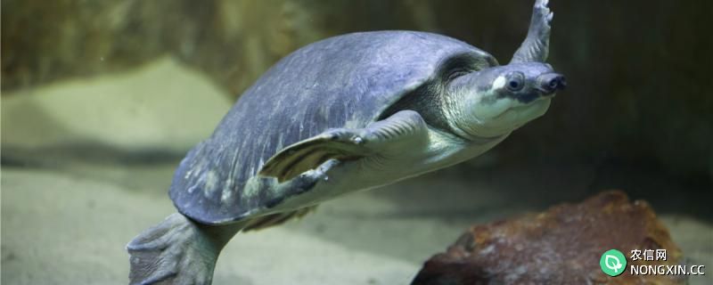 乌龟可以和鱼一起养吗，什么乌龟和鱼混养