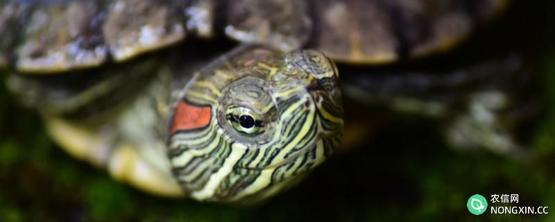 巴西龟眼睛红肿睁不开眼怎么办