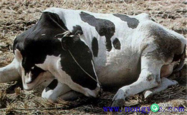 奶牛真胃炎的症状特征和治疗方法