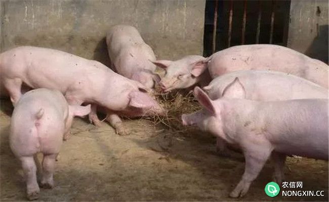 乳清粉在养猪过程中如何使用