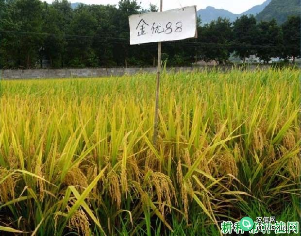金优88水稻品种好不好