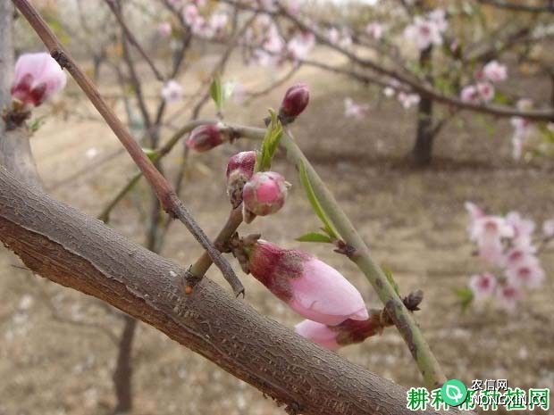 桃树开花授粉需要多长时间