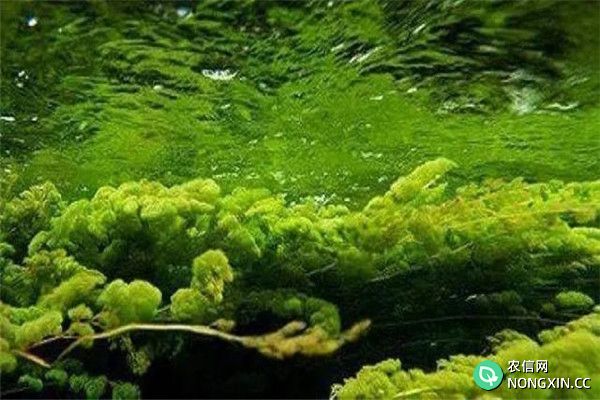 铜绿微囊藻、水花微囊藻