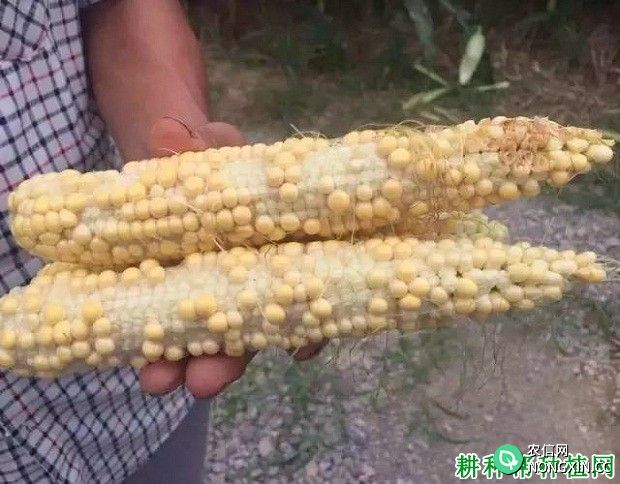 玉米缺粒是什么引起的