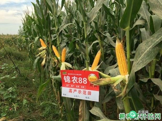 锦农88玉米品种好不好
