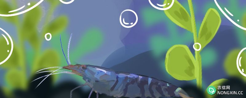 蓝虎纹虾好养吗，怎么养