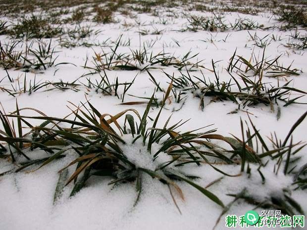 怎样预防小麦冬季冻害发生