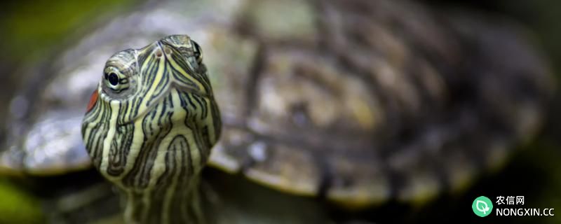 巴西龟怎样养最好，什么环境适合它们