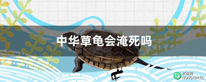 中华草龟会淹死吗