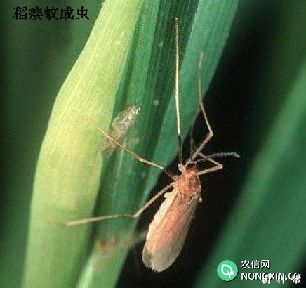 稻瘿蚊用什么药防治