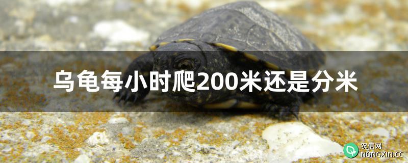 乌龟每小时爬200米还是分米