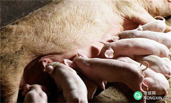 如何预防猪流行感冒
