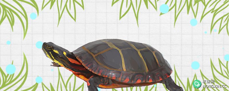 锦龟是深水龟吗，水深多少合适