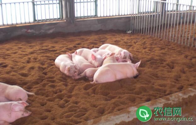 发酵床养猪时猪舍的建造要求
