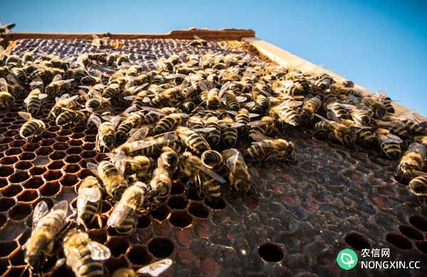 蜂养殖技术