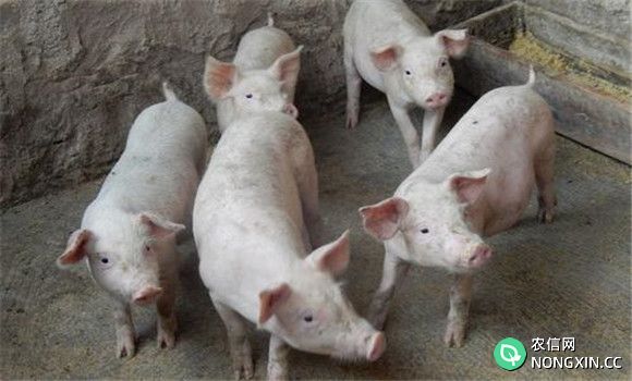 肉猪育肥的常见方法