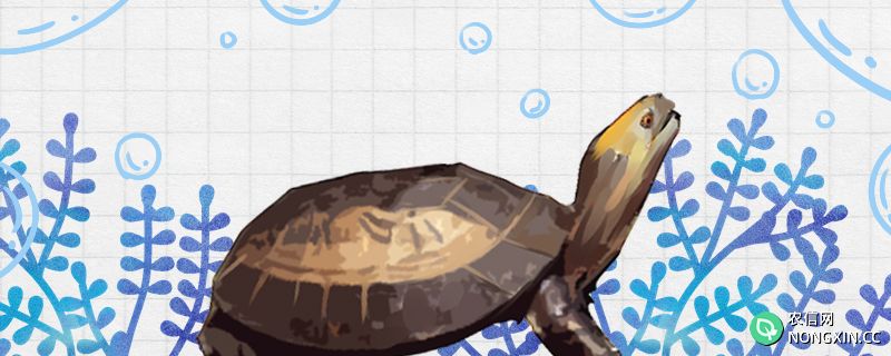 黄额闭壳龟能冬眠吗，什么时候冬眠