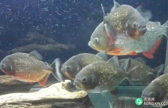 红腹水虎鱼的繁殖方法