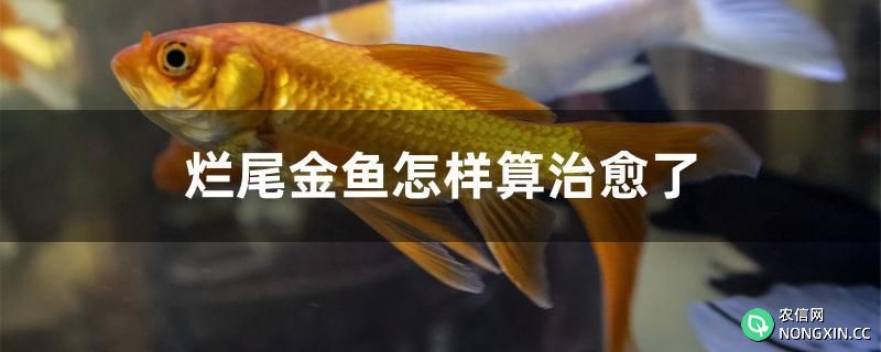 烂尾金鱼怎样算治愈了