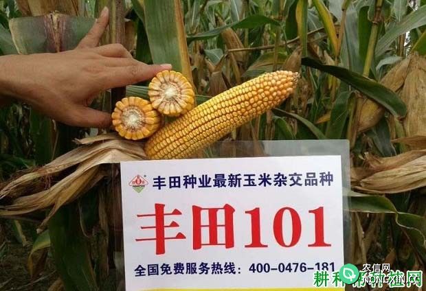 丰田101玉米品种好不好