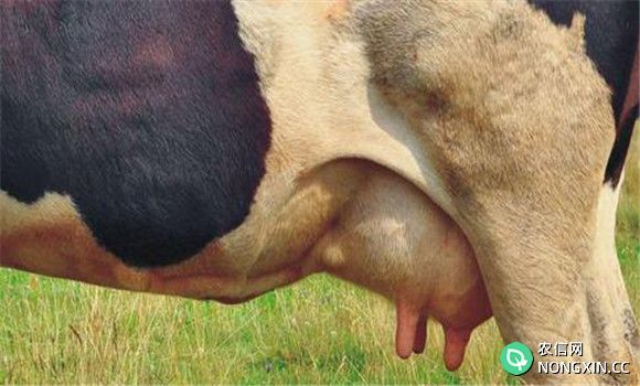 奶牛产后败血症的病因