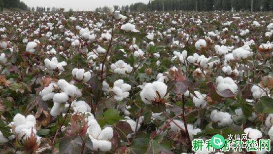 新陆中34常规棉棉花品种好不好