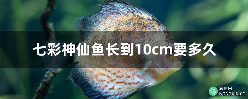 七彩神仙鱼长到10cm要多久