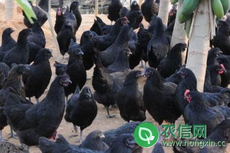 绿壳蛋鸡和五黑鸡有什么区别