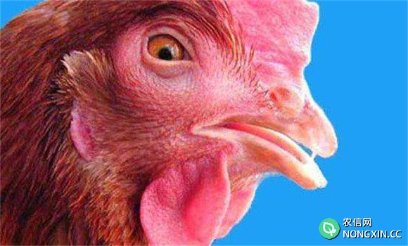 鸡传染性鼻炎的临床症状