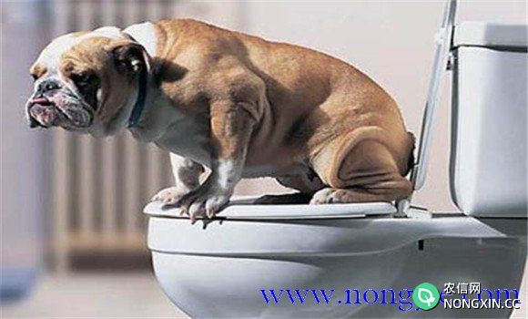 训练犬在厕所内排便