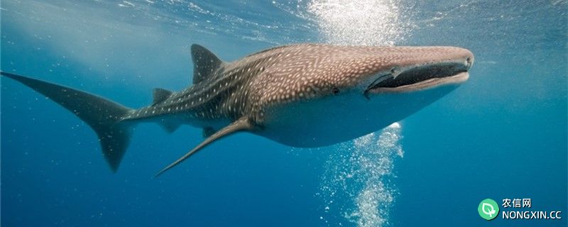 鲸鲨是哺乳动物吗，是胎生动物吗