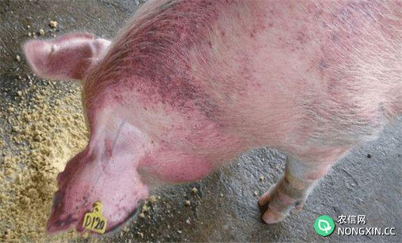 猪弓形虫病的临床症状