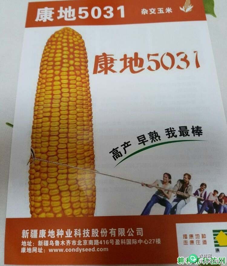 康地5031玉米品种好不好